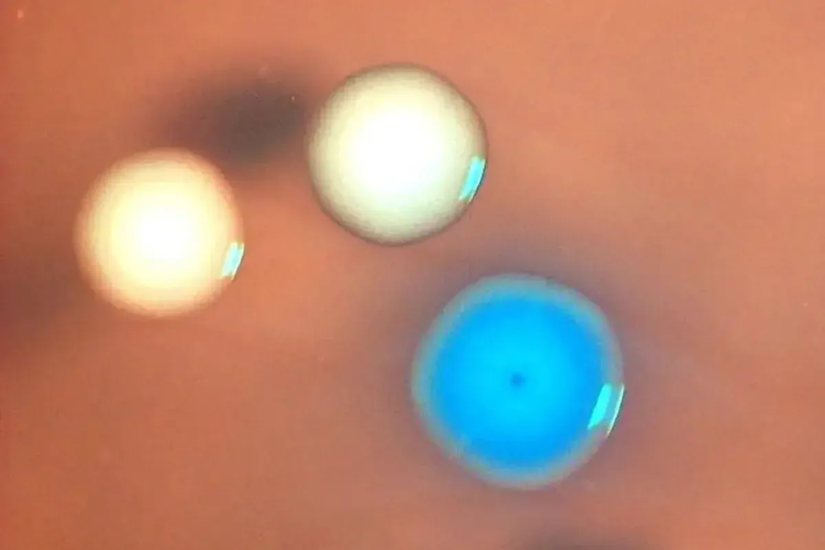 Загруженное изображение