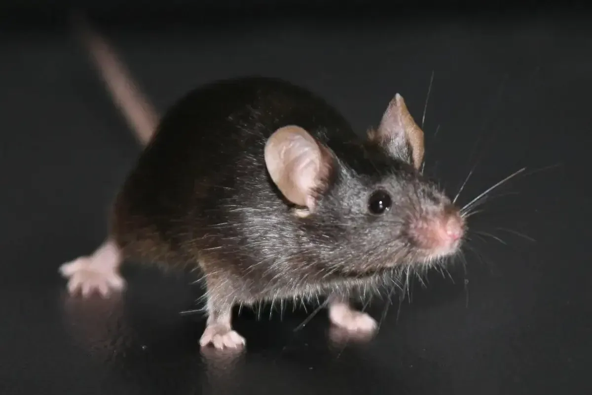 Загруженное изображение