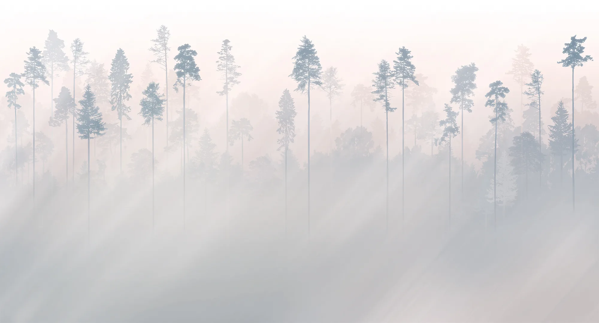 Фотообои Creativille CV-493501 (Sunny pine forest 493501)