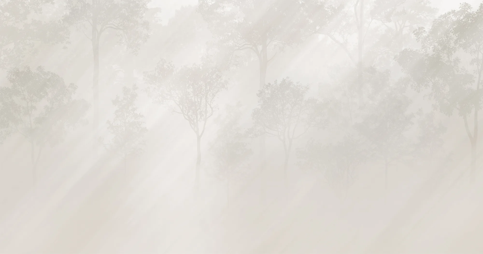 Фотообои Creativille CV-494106 (Morning rays in trees 494106)