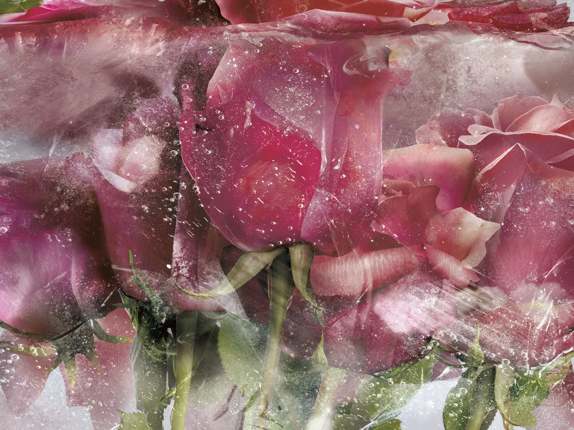 Фотообои Ortograf OR-31662 (Ice roses pink)