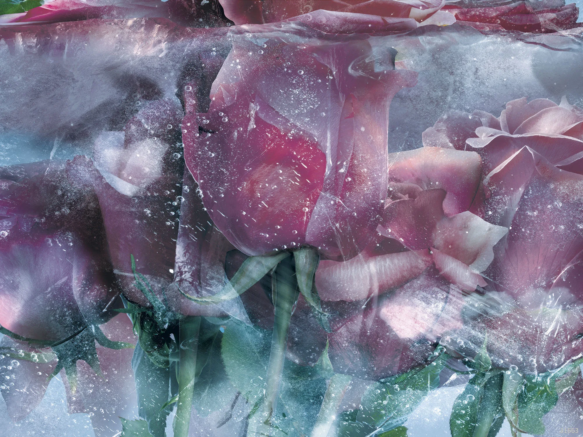 Фотообои Ortograf OR-31663 (Ice roses blue)