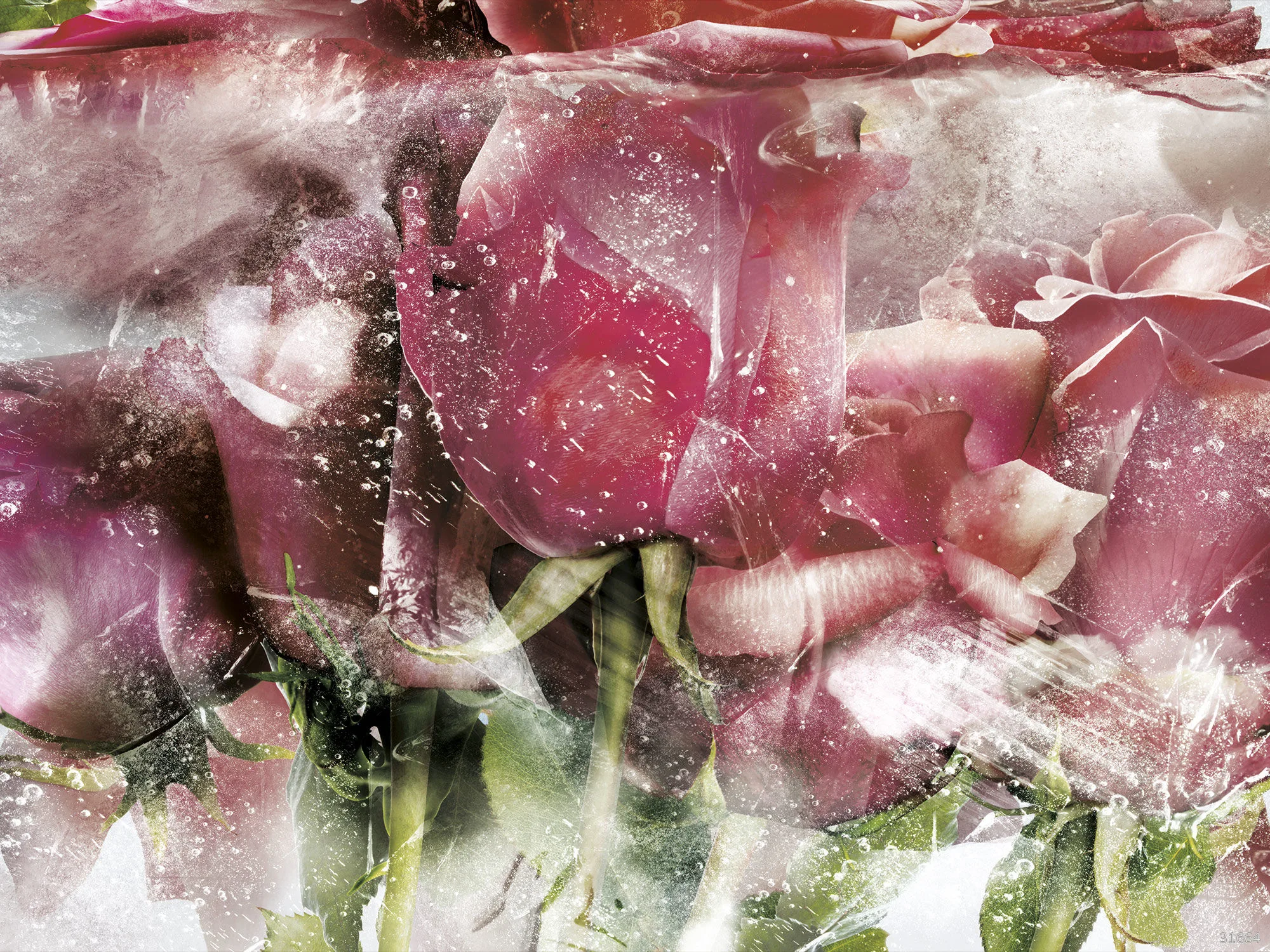 Фотообои Ortograf OR-31664 (Ice roses)