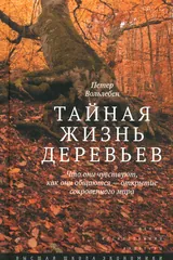 Обложка Тайная жизнь деревьев