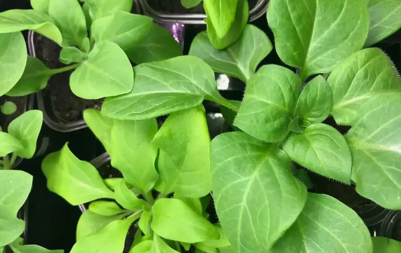 Когда надо прищипывать петунию, а когда нет?