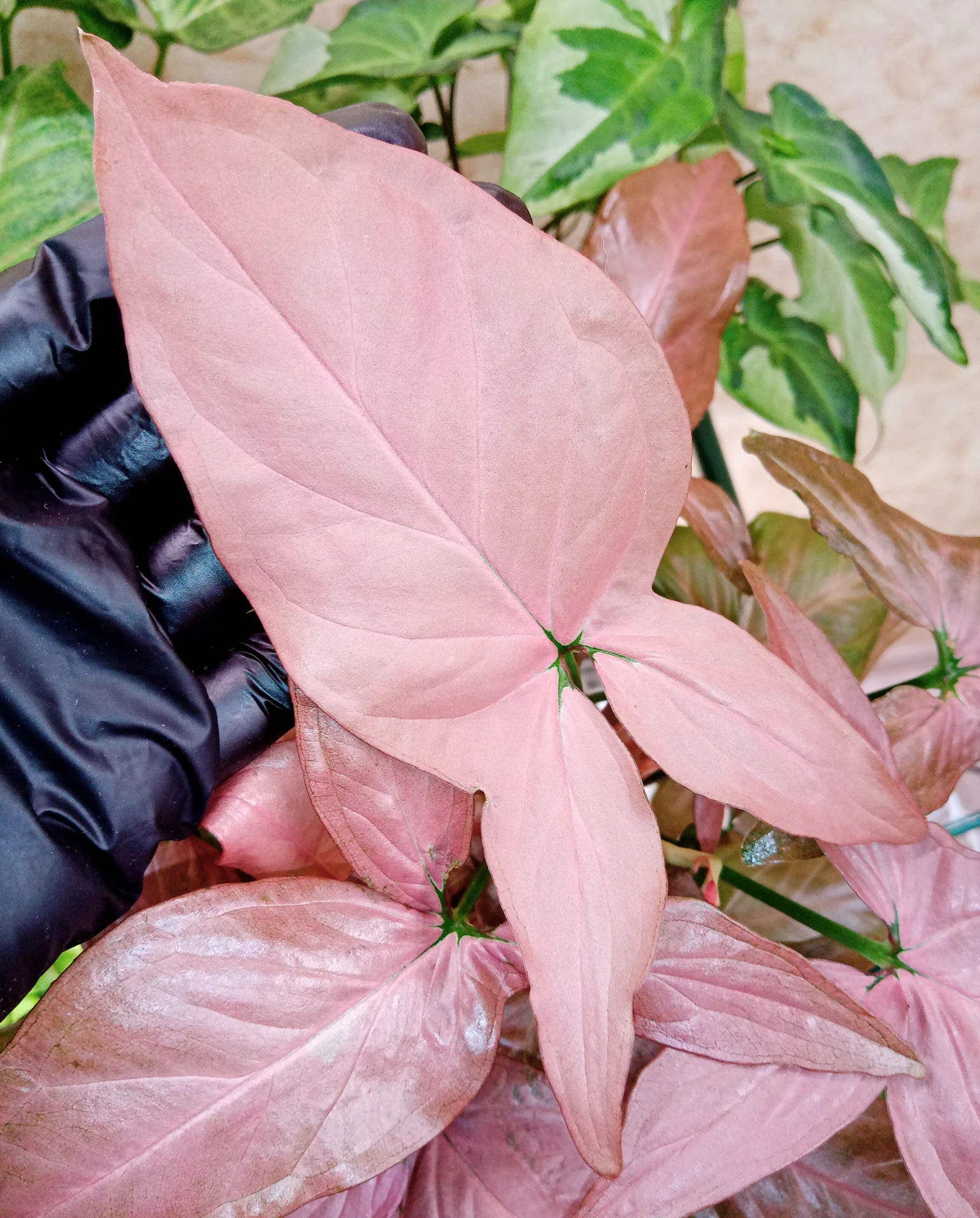 Почему листья у одного сингониума различаются