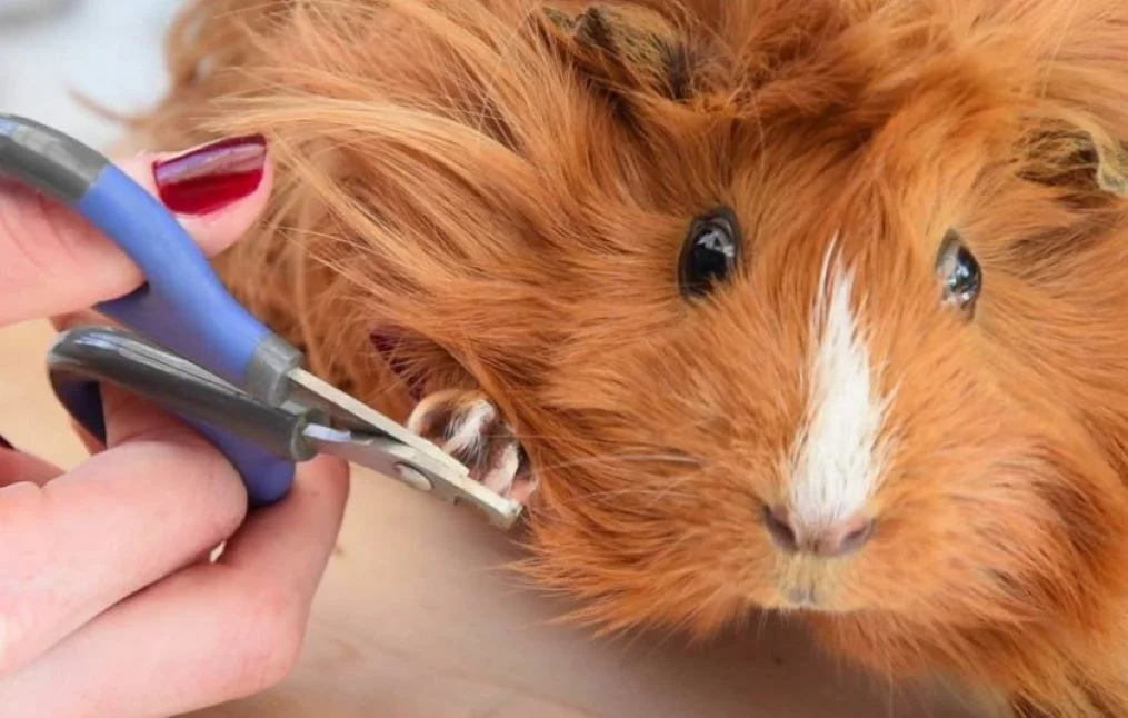 Маникюр для питомца