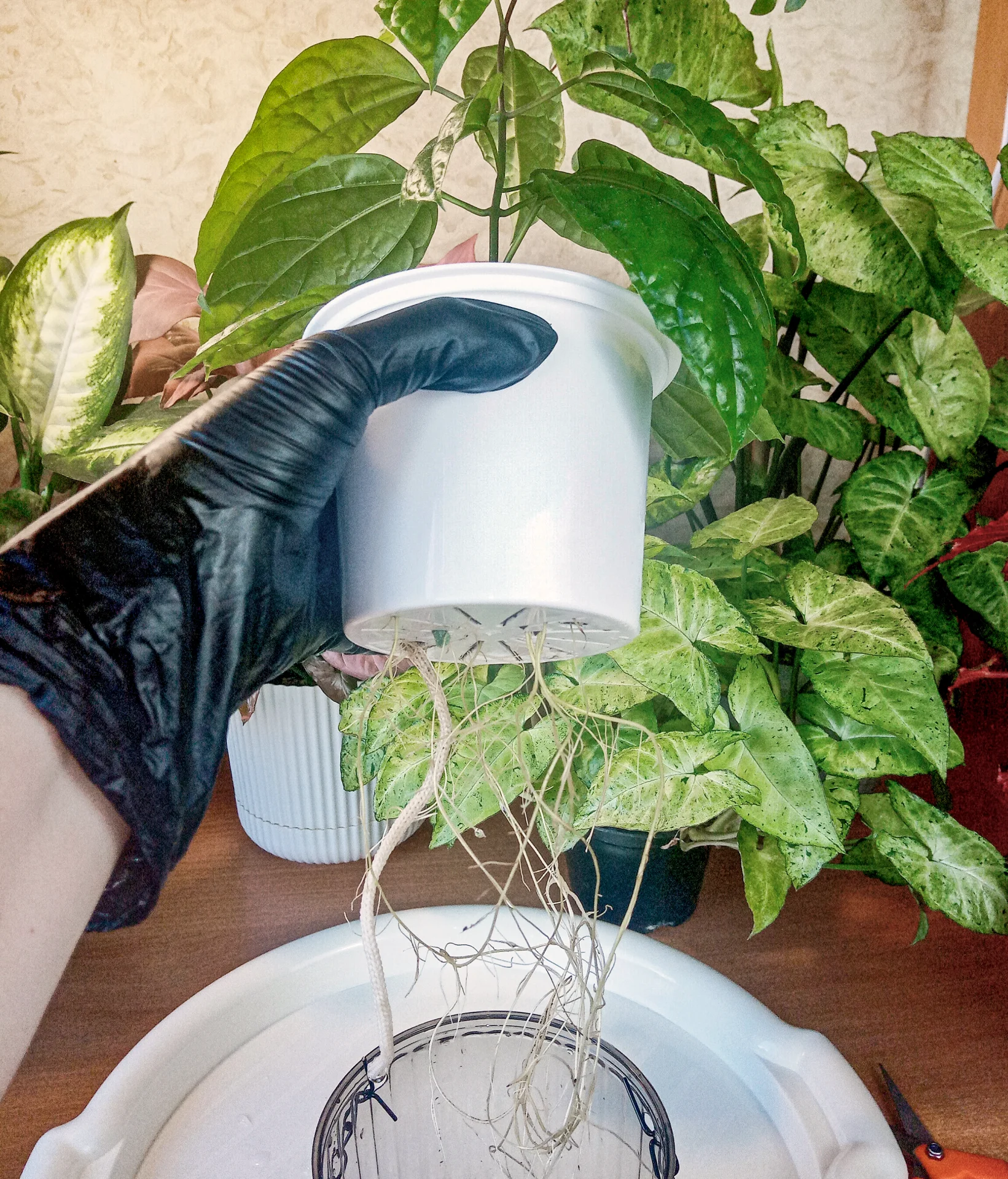 Можно ли обрезать корни у растения на фитиле?