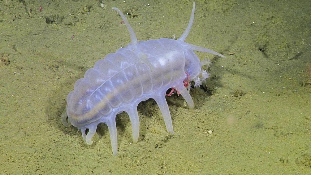 Морская свинка, которая покорила глубину