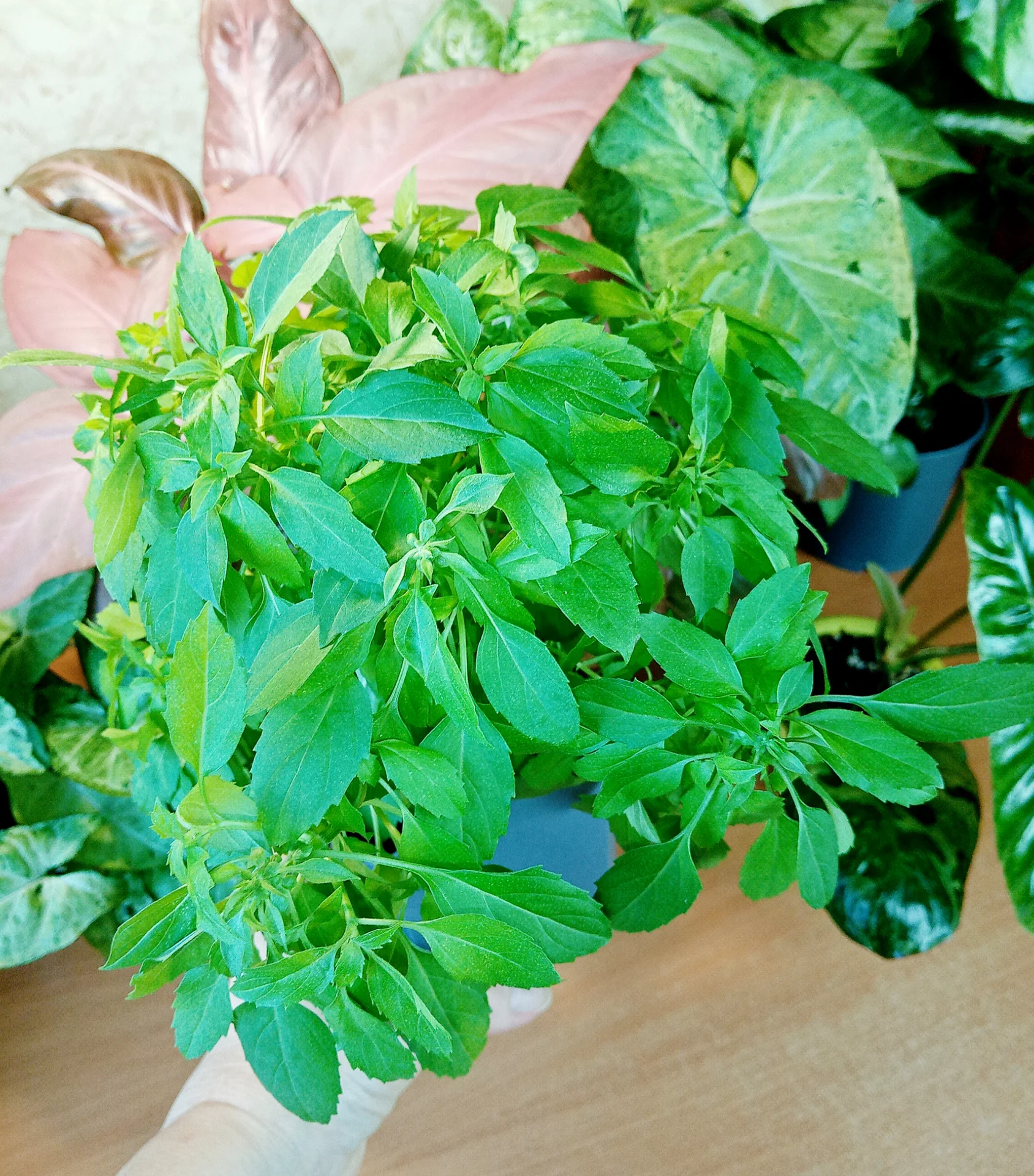 Выращиваю базилик дома: мой компактный эксперимент