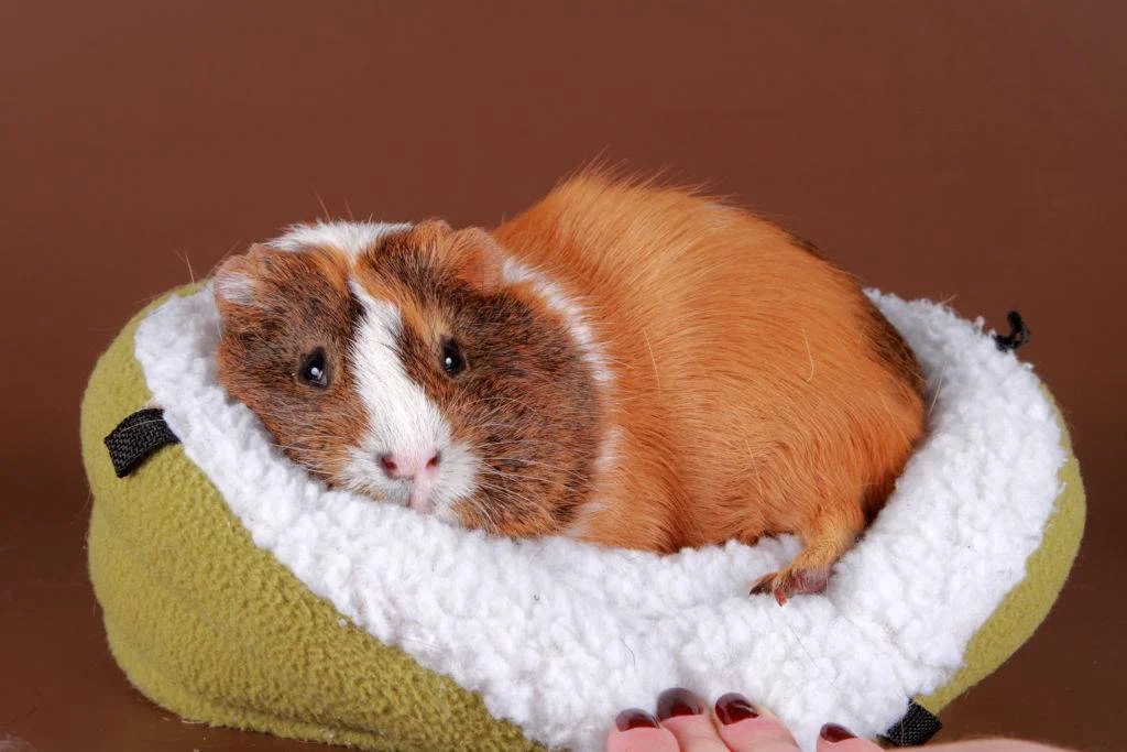 Как распознать простуду у морской свинки