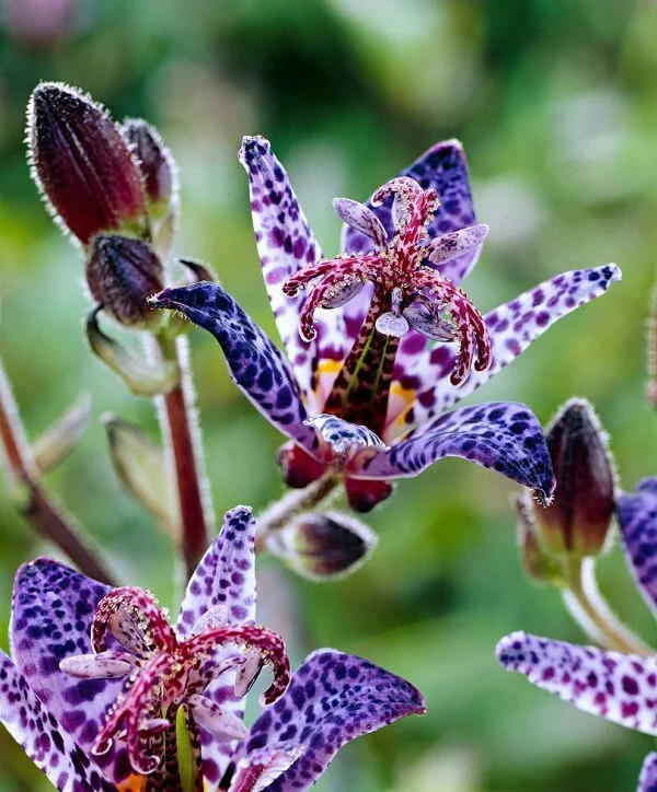 Трициртис, или садовая орхидея (Toad lily)