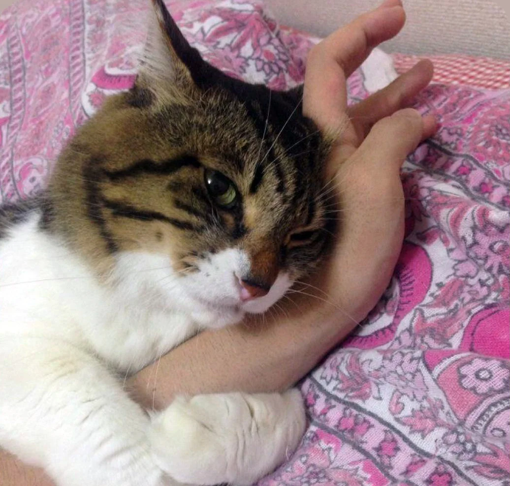 Наташа, эта рука, пока меня недогладит, никуда с тобой не пойдёт!