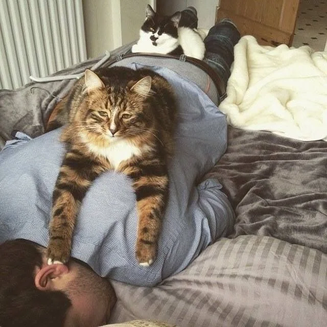 Лучший будильник тот, который не даёт проснуться
