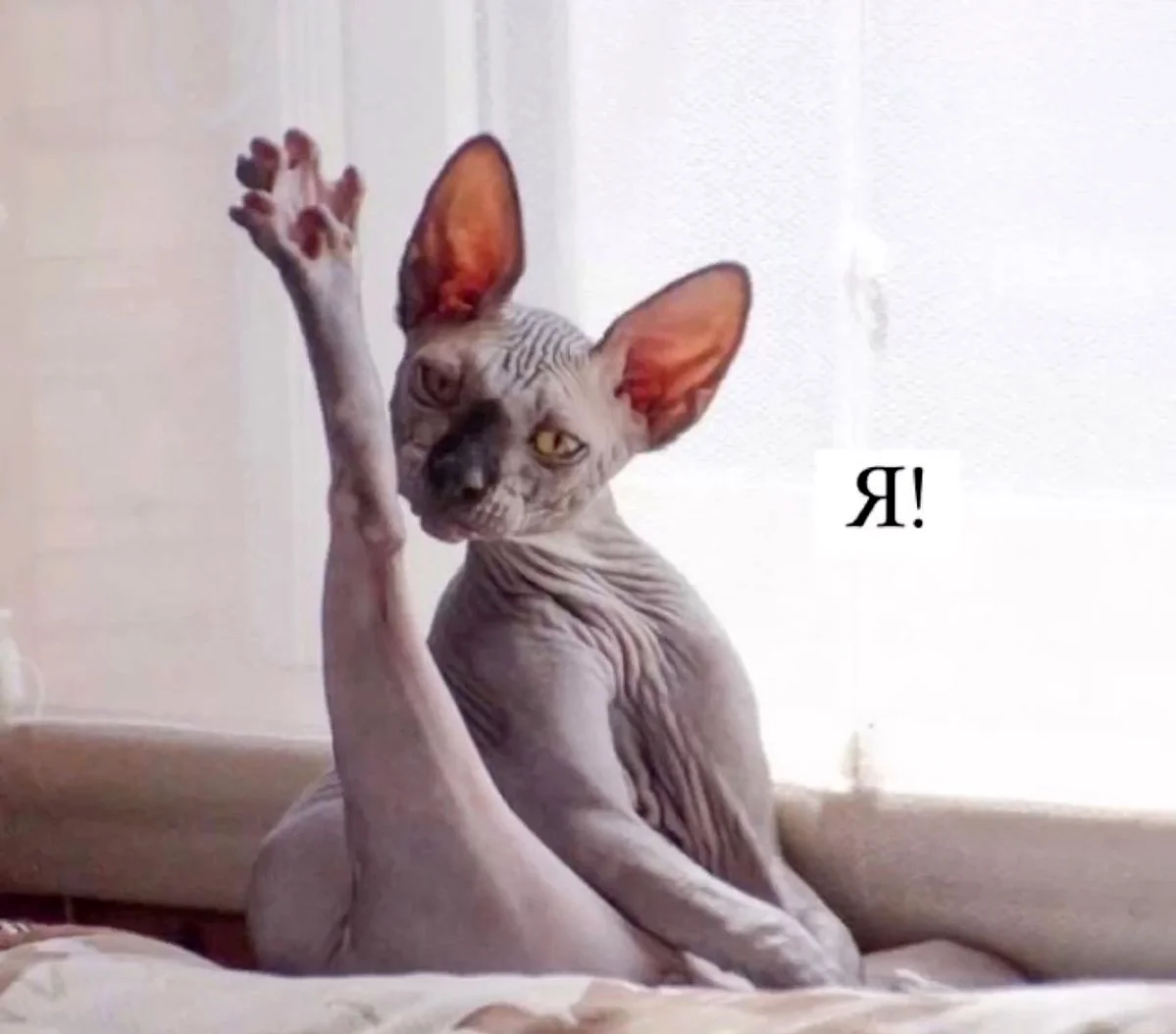 Кто лежал на моей кровати? Кто ел из моей тарелки? Кто пил из моей чашки?