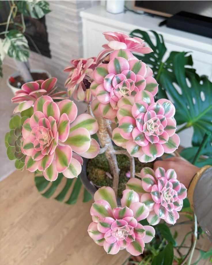 Aeonium