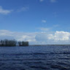 Лилия