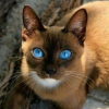 dalindi