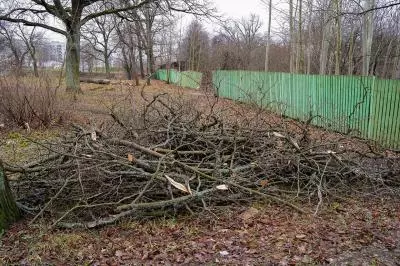 Снос деревьев на Портовой