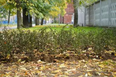 Кусты у АСК