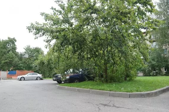Аварийные деревья в Стрельне