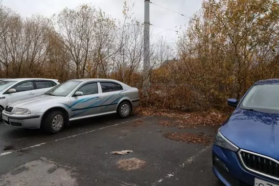 Аварийное дерево и мусор на Красносельском шоссе
