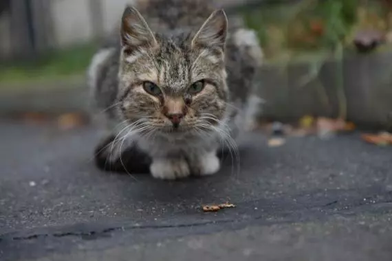 Проблема бродячих кошек на Грибоедова, 11