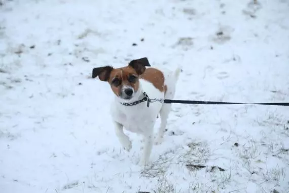 Скопление мусора в зарослях камыша у ул. Львовской, 2