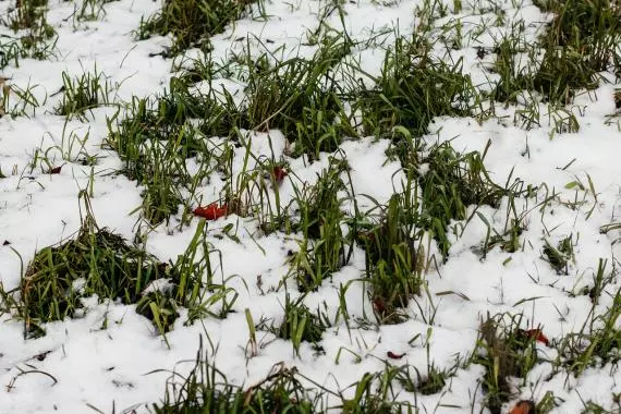 Добрый вечер в Стрельне