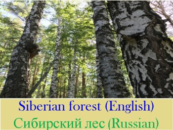 Siberian Forest (Сибирский лес)