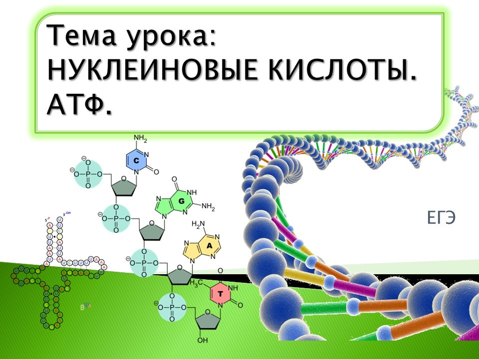 Комплект материалов рабочий лист и презентация "Нуклеиновые кислоты"