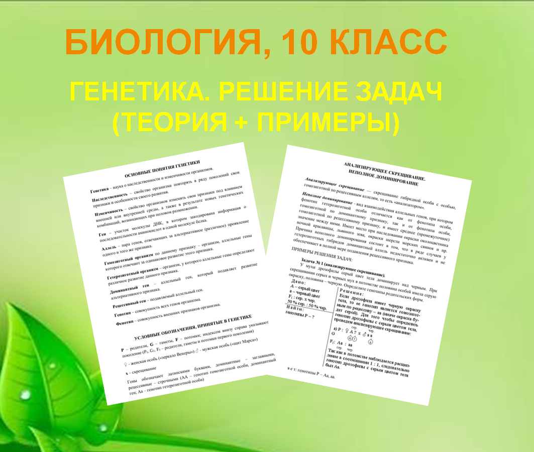 Решение задач по генетике - теория и практика