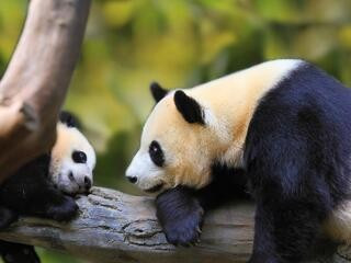 Рабочий лист "Pandas" к учебнику "Spotlight 5" на тему "Животные со всего света" (World Animals)