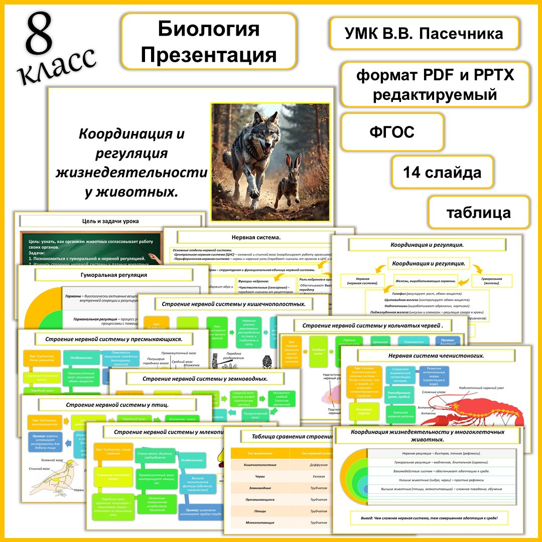 Презентация «Координация и регуляция жизнедеятельности у животных».