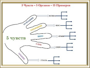 Чувства человека. Чем мы чувствуем?
