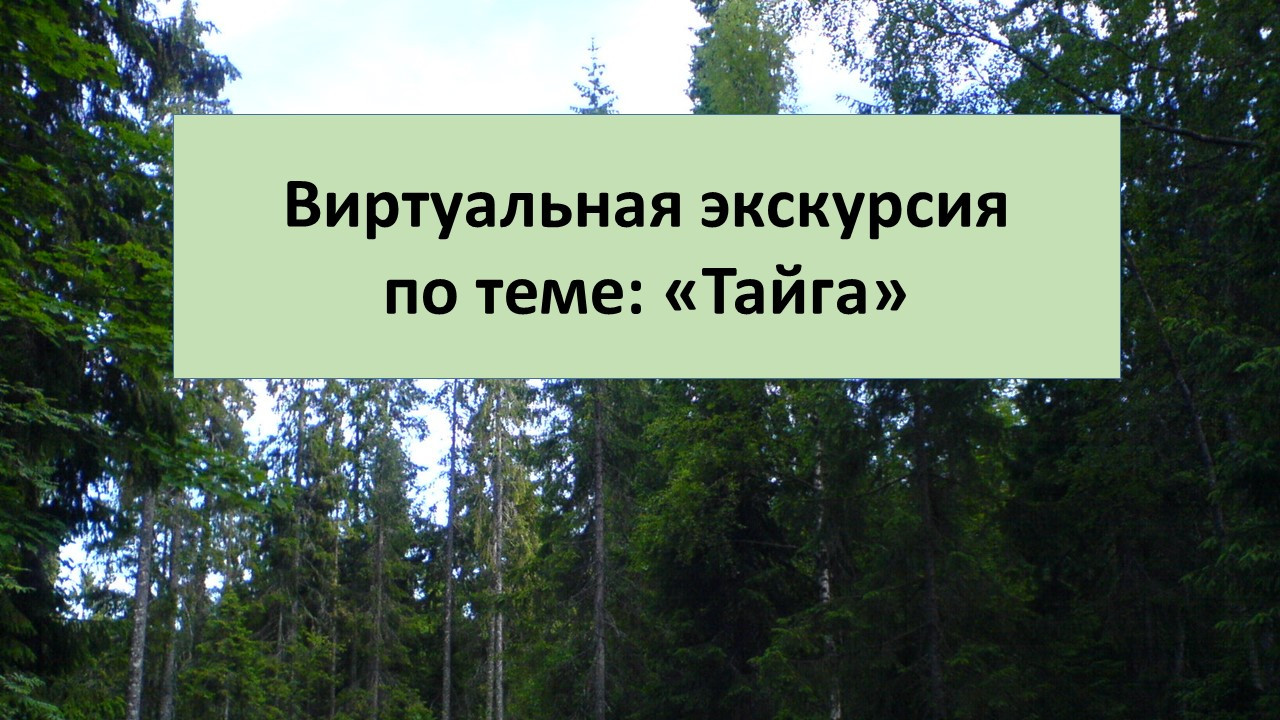 Сценарий и презентация к виртуальной экскурсии по теме: "Тайга"
