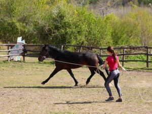 Прогулки на лошадях в горах