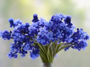 Служба доставки цветов