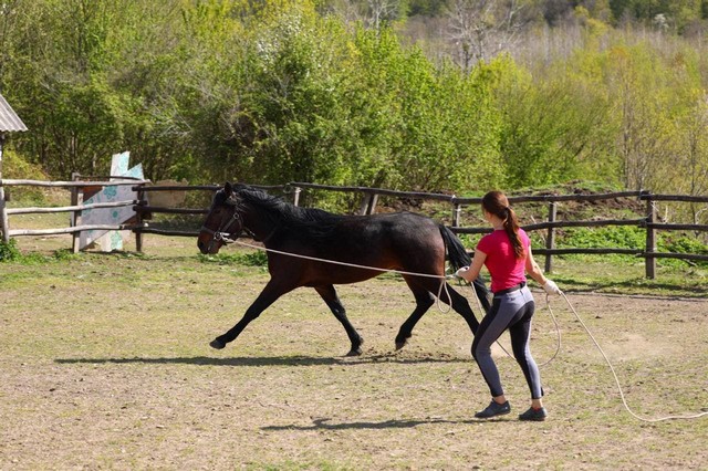 Конный клуб