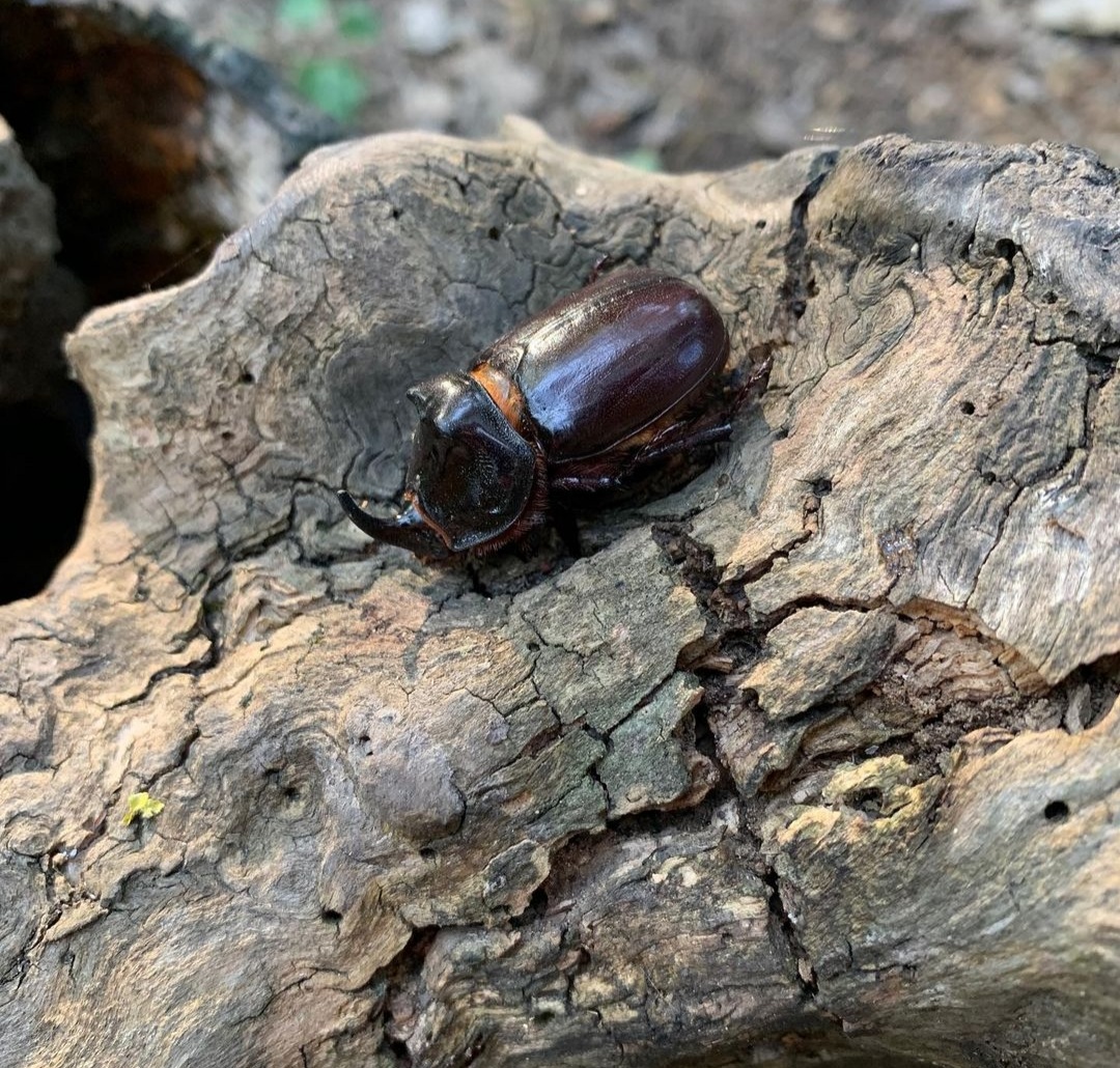Самурский лес: изумрудная сказка России на вашем автомобиле
