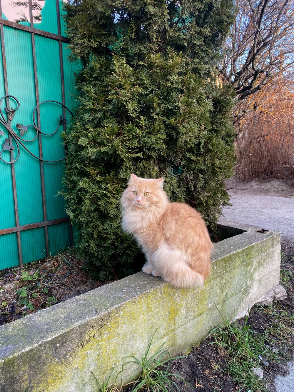 Столица кошек — Зеленоградск