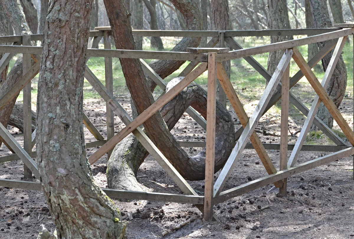 Природное и историческое богатство Куршской косы