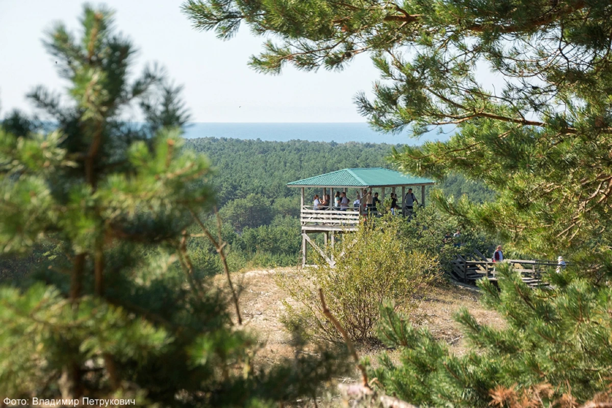 Куршская коса — природное чудо Балтики (из Светлогорска)