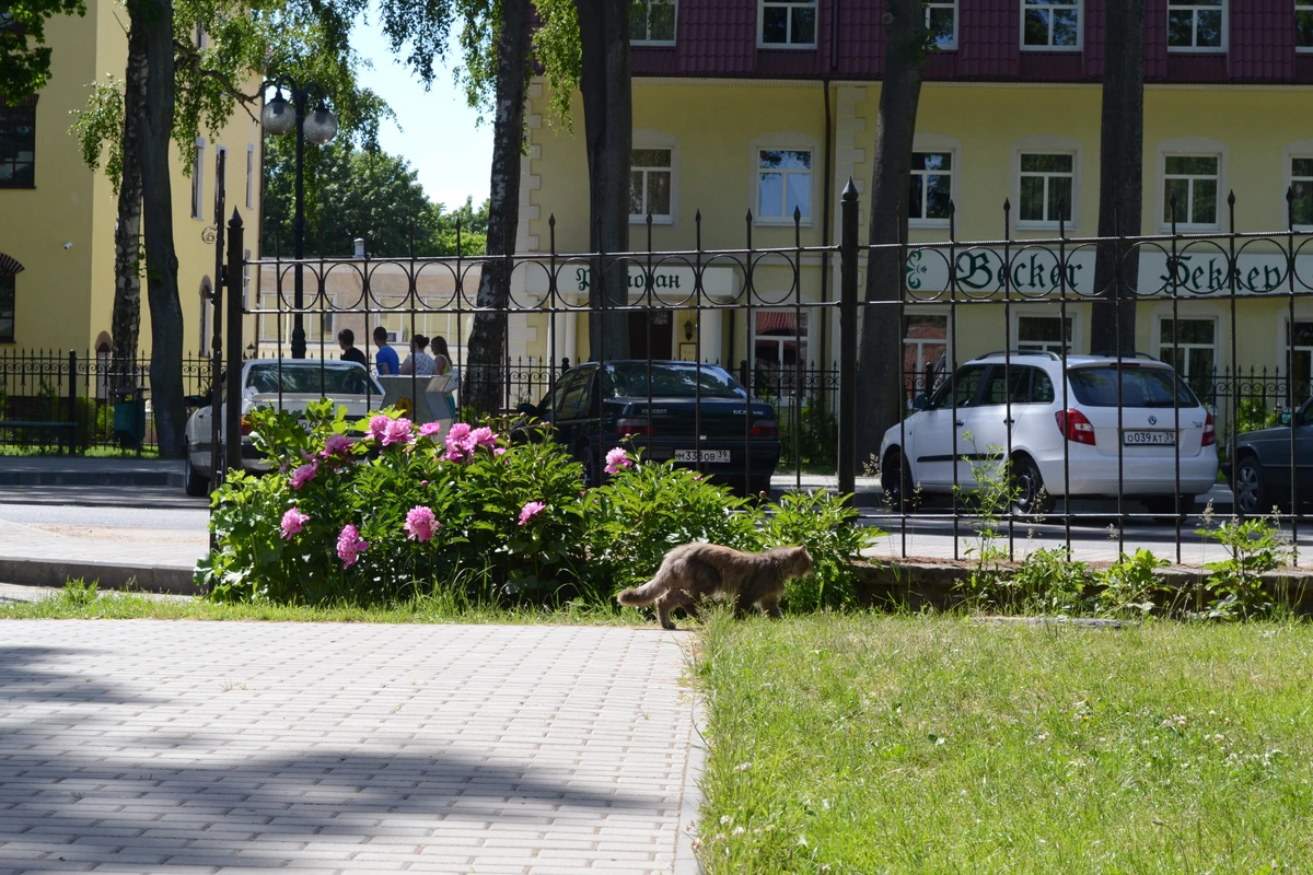 Из Калининграда — в Янтарный