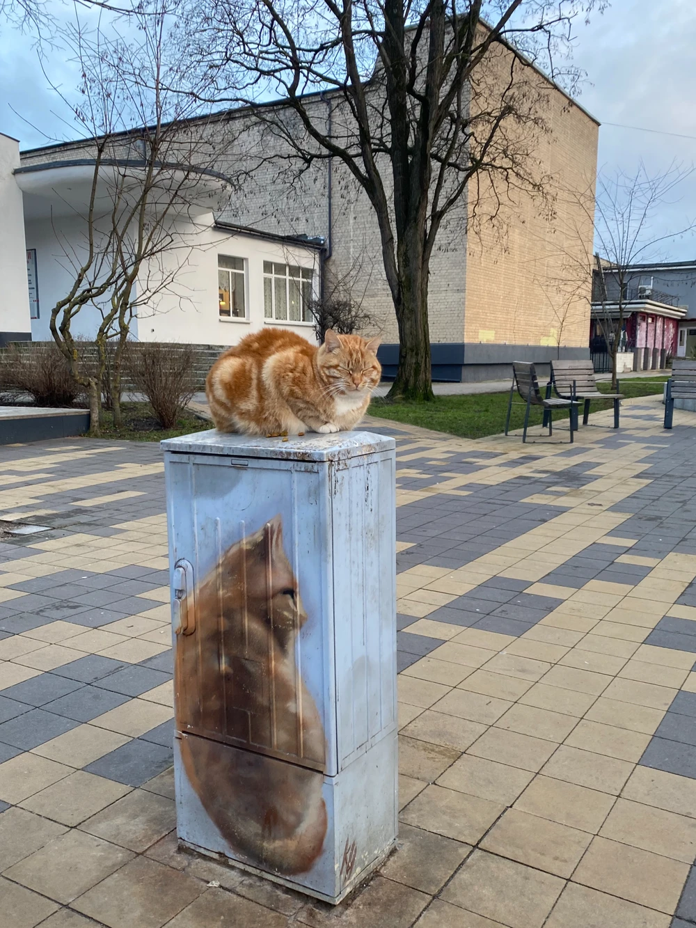 Столица кошек — Зеленоградск