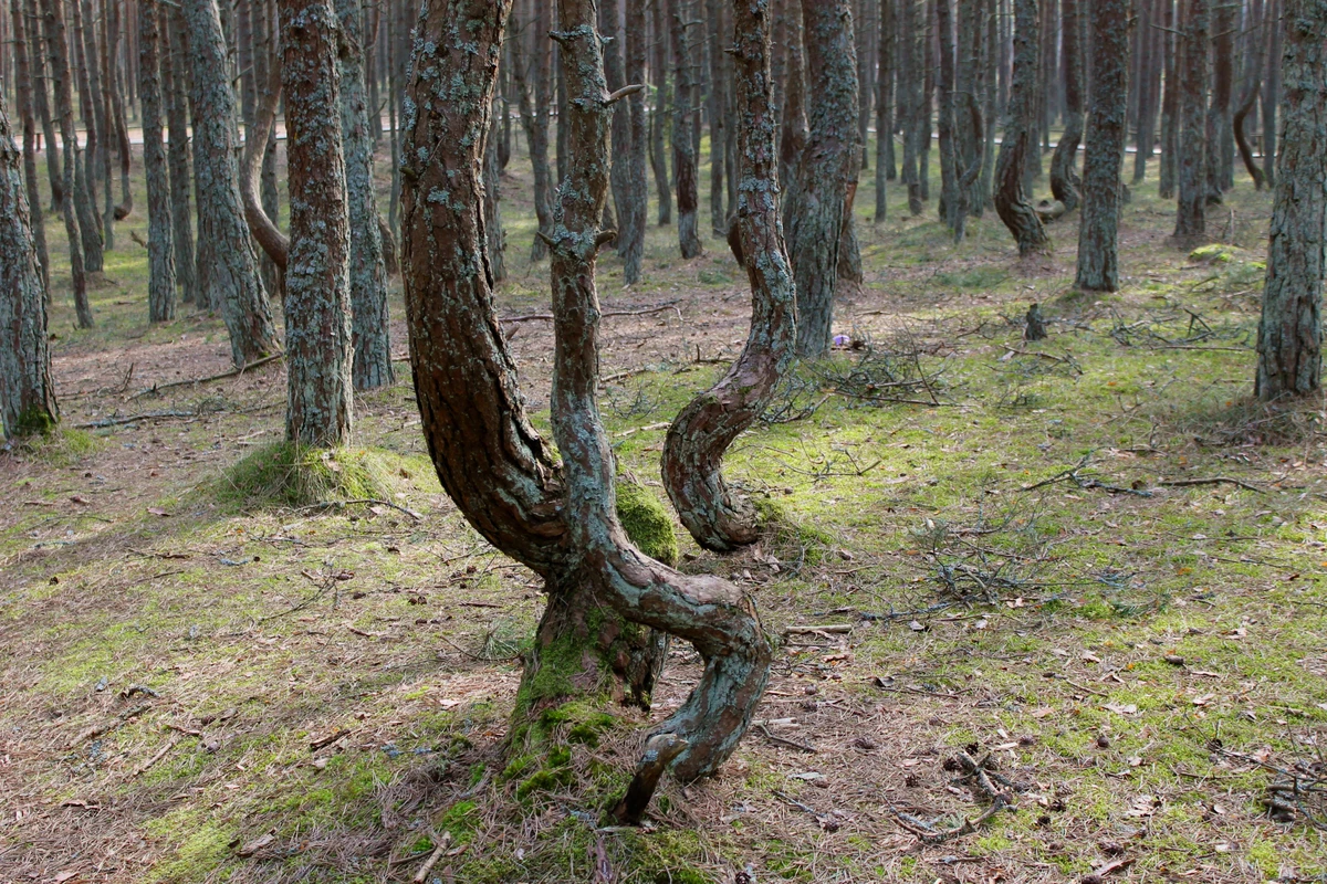 Из Калининграда — на Куршскую косу и в Зеленоградск