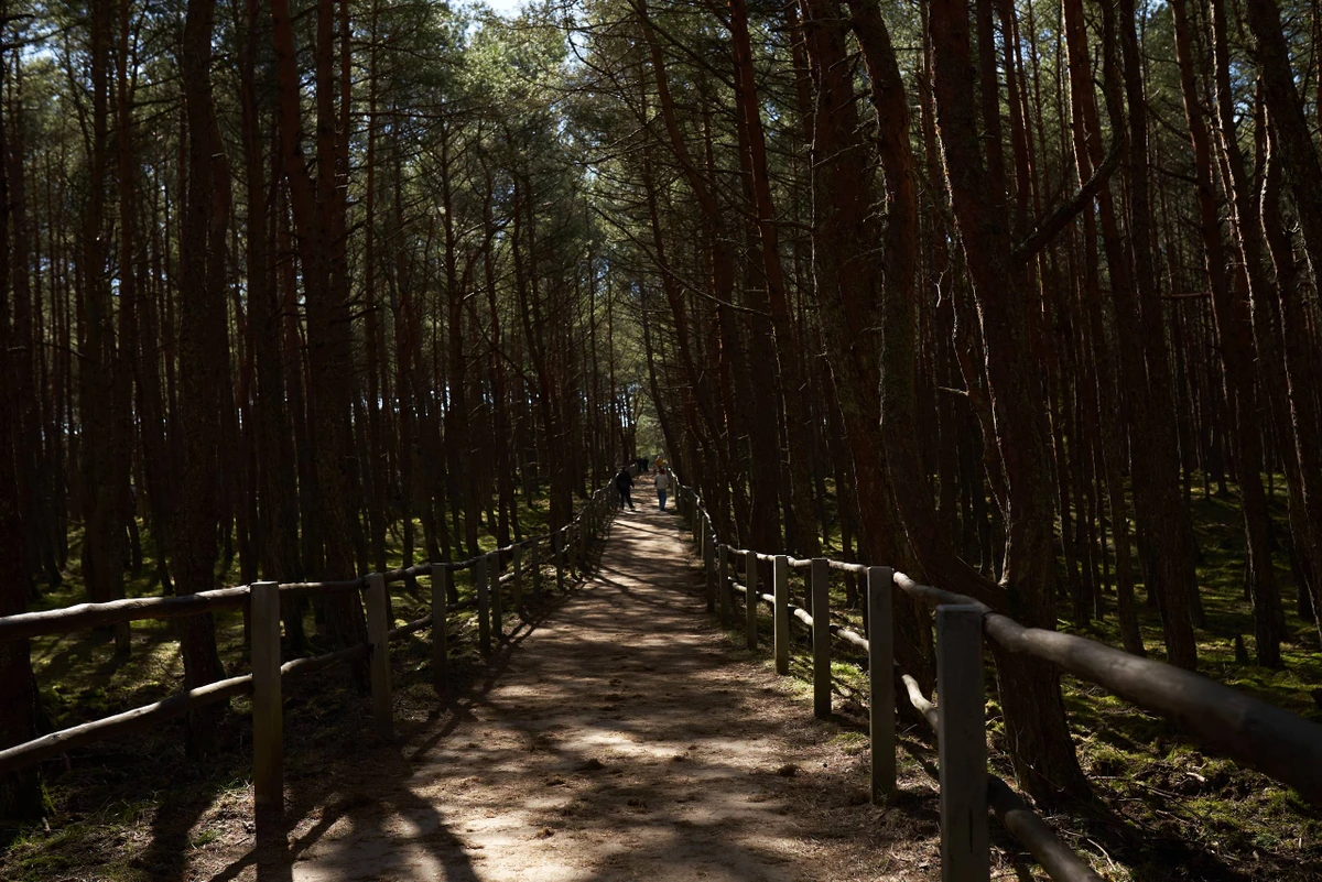 Авторское фотопутешествие по Куршской косе и Зеленоградску