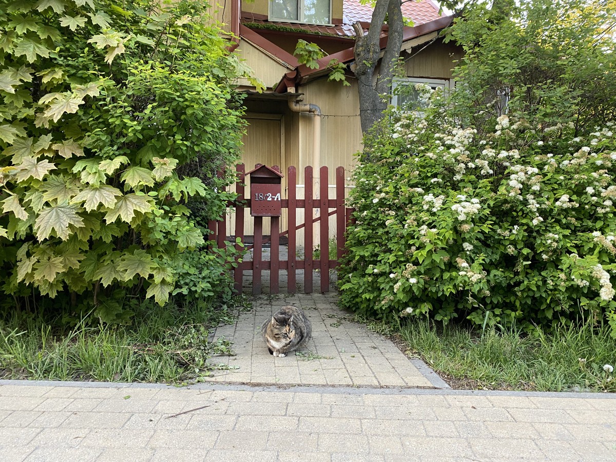 Столица кошек — Зеленоградск