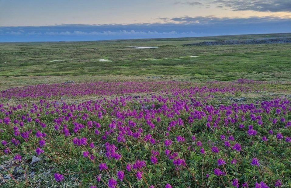 ДЕНЬ 5, 19 июля. р.Лымбадьяха (Пустынная) и окрестности.