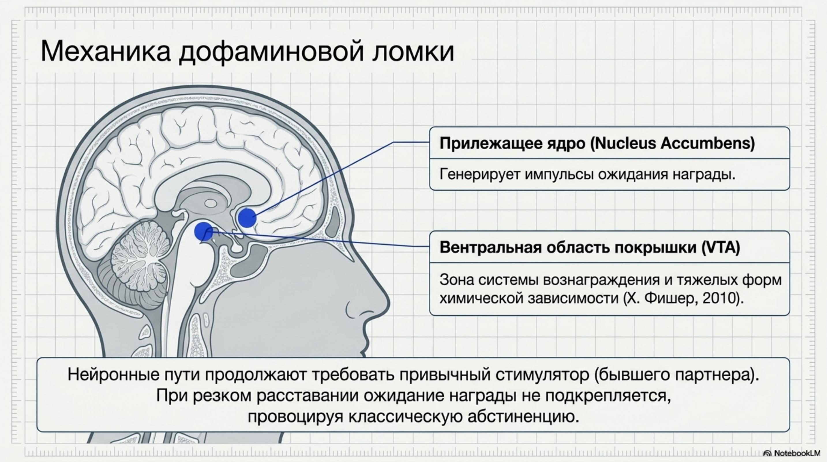 slide_5 Почему больно после расставания: дофаминовая ломка и химия тела